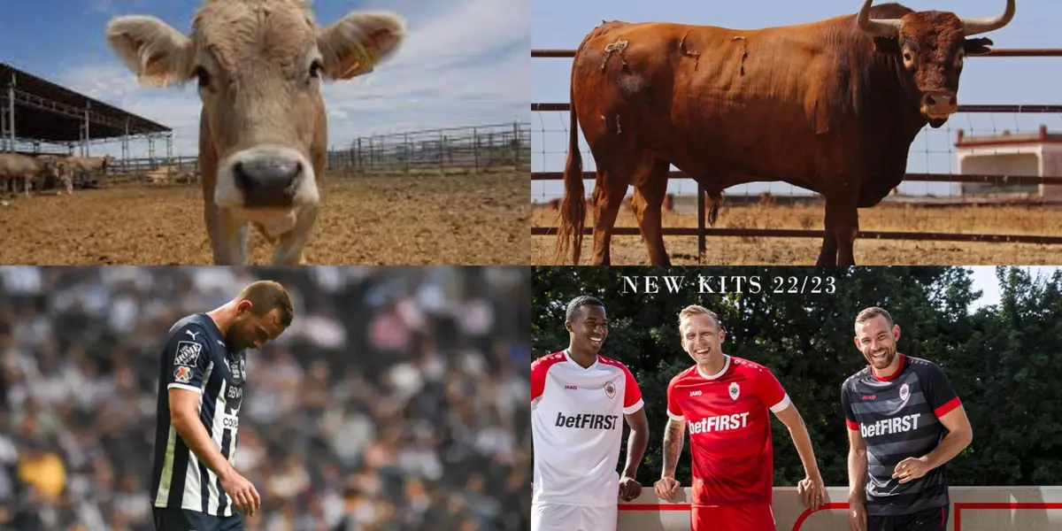 El delantero de los Países Bajos se enciende en Bélgica anotando con su nuevo club